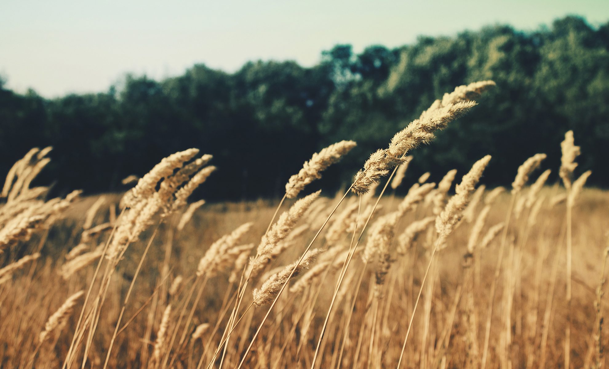 Austin Womb Service — holistic midwife and birth doula care in Austin, Texas